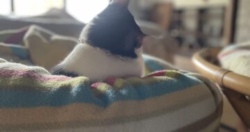 小悪魔女子「はる」