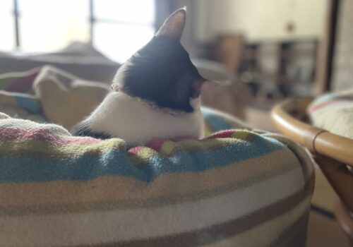 小悪魔女子「はる」