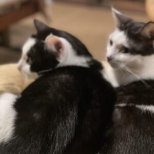 「はる」と「こごみ」とふわふわパン#cat