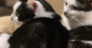 「はる」と「こごみ」