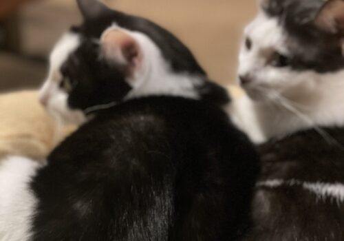 「はる」と「こごみ」