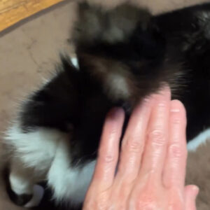 ビビり猫「こごみ」のお尻トントン#cat  #猫のいる暮らし