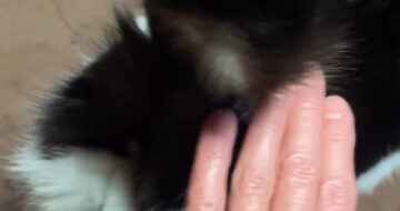 お尻トントンが大好き「こごみ」