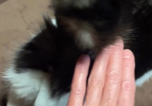 お尻トントンが大好き「こごみ」