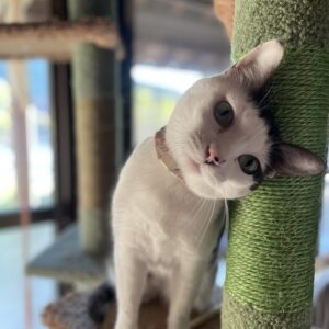 あざとかわいい小悪魔猫「はる」#cat