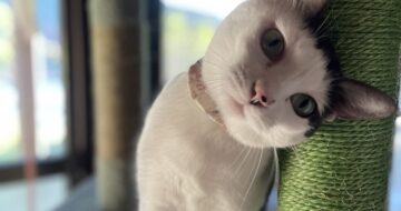 あざとかわいい小悪魔猫「はる」#cat