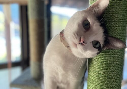 あざとかわいい小悪魔猫「はる」#cat