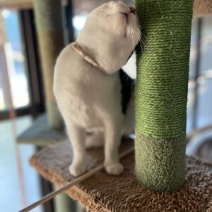 あざとかわいい小悪魔猫「はる」#cat