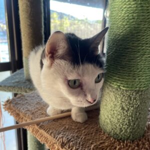 あざとかわいい小悪魔猫「はる」#cat