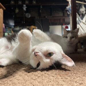 今日も可愛い猫たち #ねこ