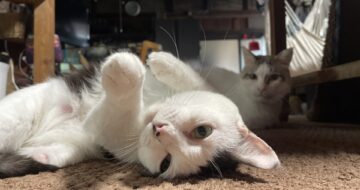 可愛いポーズをかます「はる」とそれを凝視する「福」