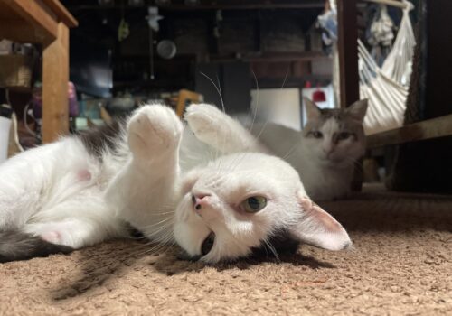 可愛いポーズをかます「はる」とそれを凝視する「福」