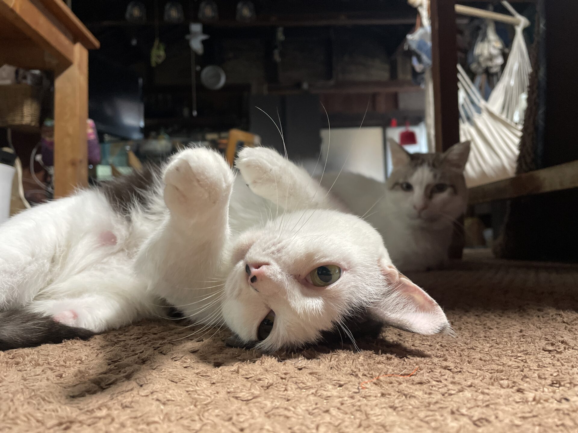 可愛いポーズをかます「はる」とそれを凝視する「福」