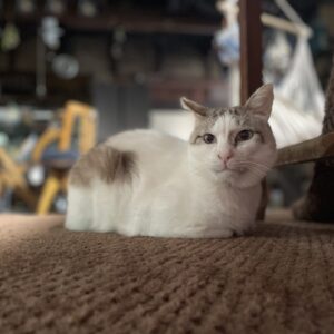 外猫だった頃の「福」と近頃の「福」 #ねこ