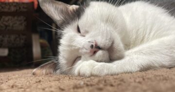 半目の猫「はる」