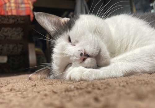 半目の猫「はる」