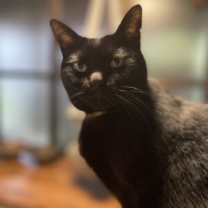 常に至近距離の黒猫「うらら」