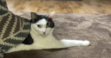 下半身のみ炬燵にINの黒白ビビり猫「こごみ」