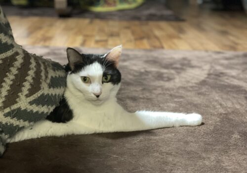 下半身のみ炬燵にINの黒白ビビり猫「こごみ」