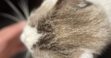 今年初猫の爪切り〜元猫駅長「福」の場合#猫のいる暮らし