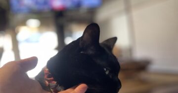 猫の爪切り〜 #猫のいる暮らし 肥大型心筋症黒猫「うらら」の場合