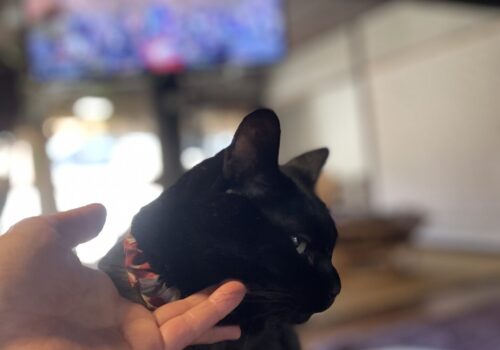 猫の爪切り〜 #猫のいる暮らし 肥大型心筋症黒猫「うらら」の場合