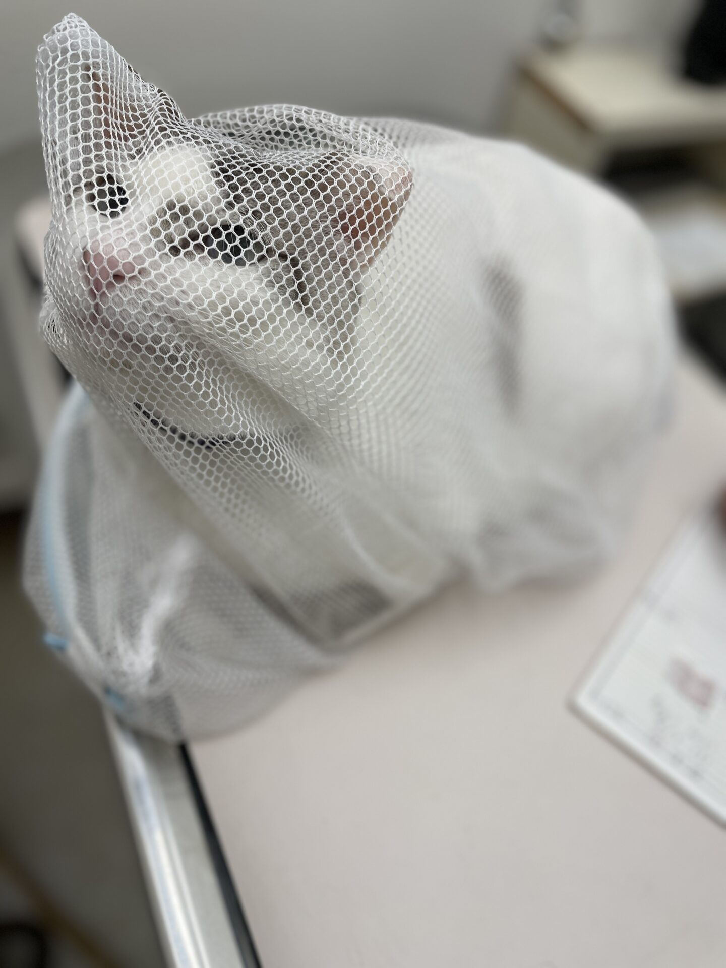 愛の付け根に謎のコリコリができて受診中の「福」