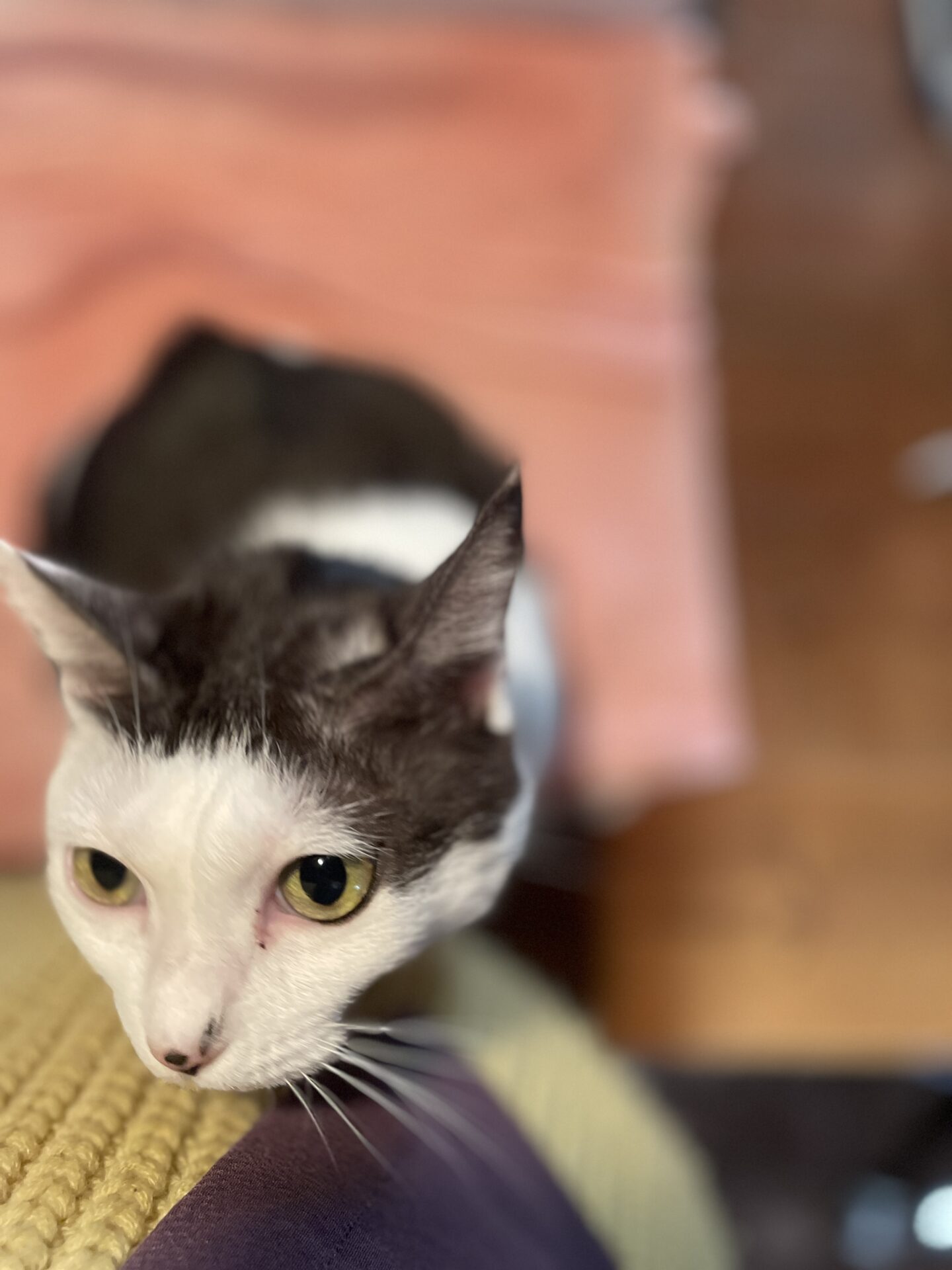 作業はもれなく邪魔する「はる」