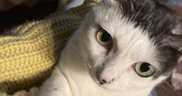 猫の爪切り〜三本足の「はる」の場合 #猫のいる暮らし