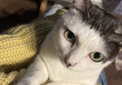 猫の爪切り〜三本足の「はる」の場合 #猫のいる暮らし