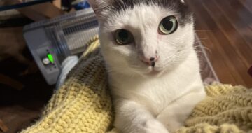 作業はもれなく邪魔する「はる」