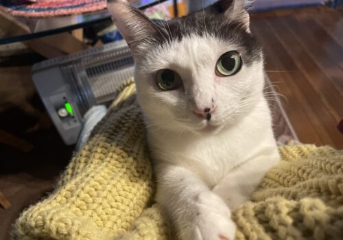 作業はもれなく邪魔する「はる」