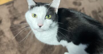 甘え隊顔の「こごみ」