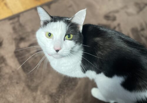 甘え隊顔の「こごみ」