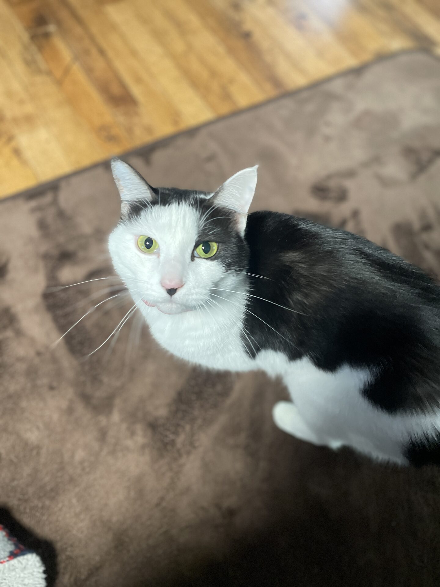 甘え隊顔の「こごみ」