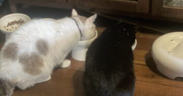 元猫駅長「福」の隠れミッキーマウス