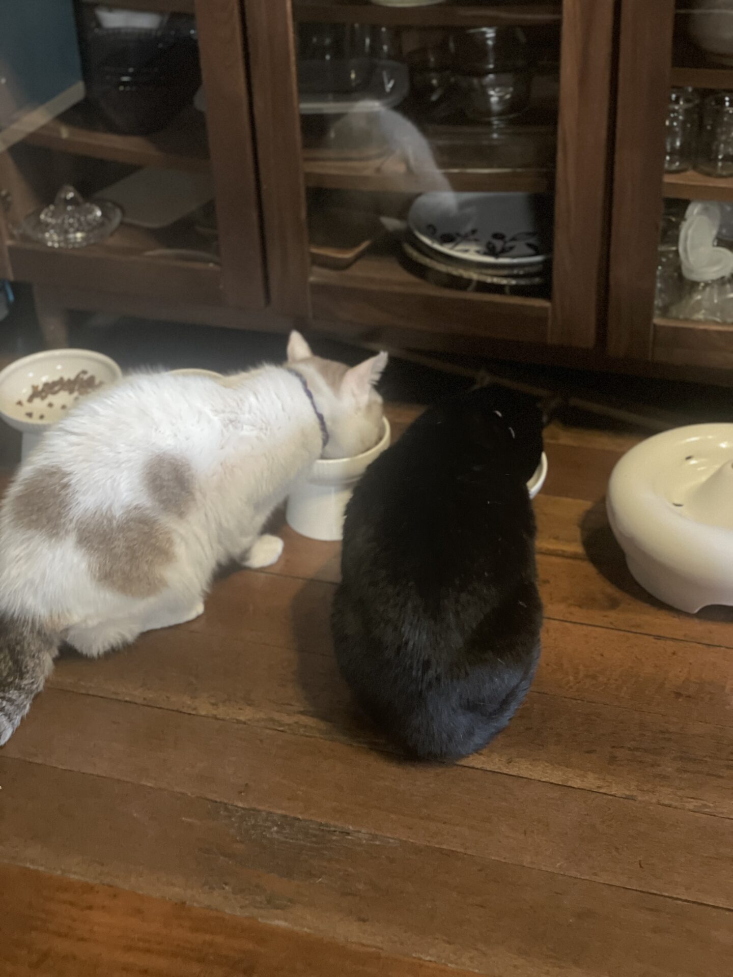 元猫駅長「福」の隠れミッキーマウス