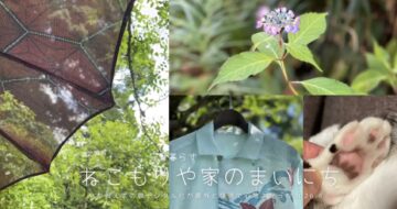 やむおえずの脱デジタル化が意外と心地よかった〜猫と暮らすねこもりや家の毎日2026.6.20