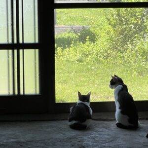 癒しの光景～終戦記念日の朝