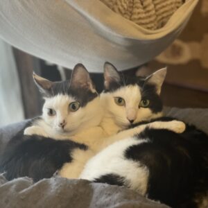 祝還暦！退職を機に猫駅長を我が家に。