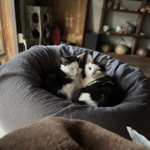 家猫修行中の元猫駅長「福」と先住猫「はる」と「こごみ」
