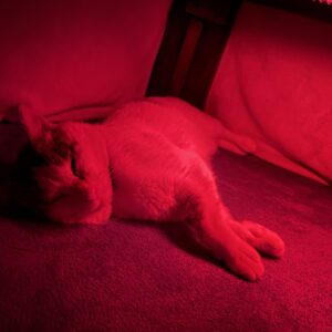 炬燵を知ってしまった元地域猫「福」