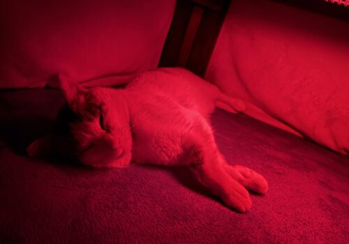 炬燵を知ってしまった元地域猫「福」