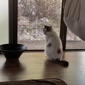 元猫駅長「福」と共に家猫修行中