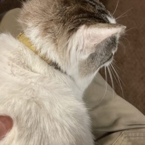 元猫駅長「福」と作ったもの。