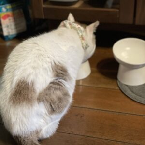 時々だけど走ることもある「福」