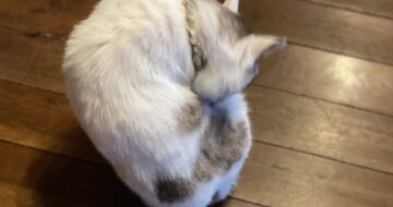 毎朝マッサージをおねだりする猫「福」