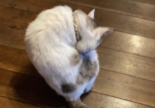 毎朝マッサージをおねだりする猫「福」