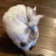 毎朝マッサージをおねだりする猫「福」