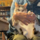 男前ぶる猫「福」